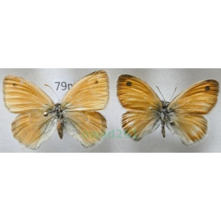 Coenonympha pamphilus (Linnaeus, 1758) pair Strzępotek ruczajnik Czech79n